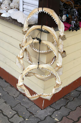Haifischgebisse auf Mahé