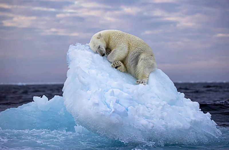 Die letzte Scholle.jpg