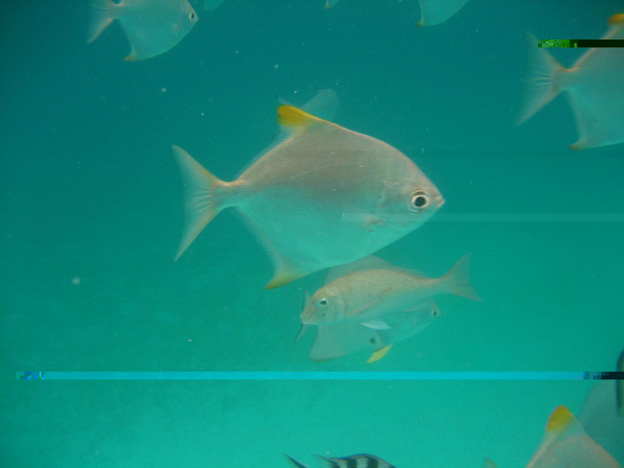 Seychellen September 2008 306.jpg
