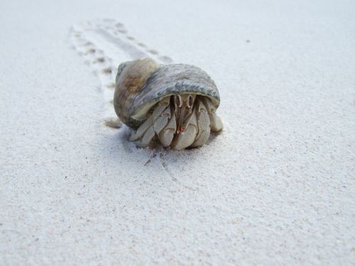 Netter Strandbewohner an der Anse Cocos (Mai 2008)